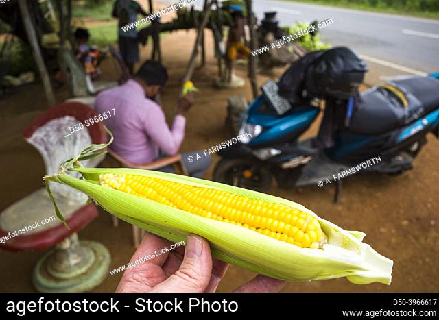 Tissa, Sri Lanka A food stall on the side of the road serves up fresh boiled corn on the cob