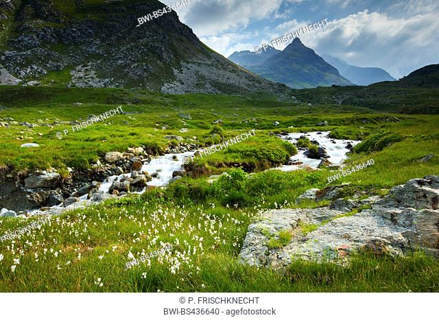 cotton-grass (Eriophorum spec.), mountain creek at Julier Pass, Switzerland, Grisons