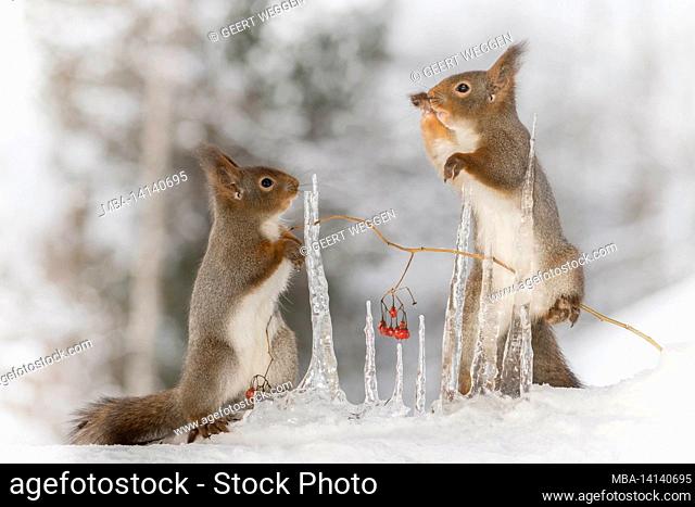 close up of red squirrels standing with icicles and berries