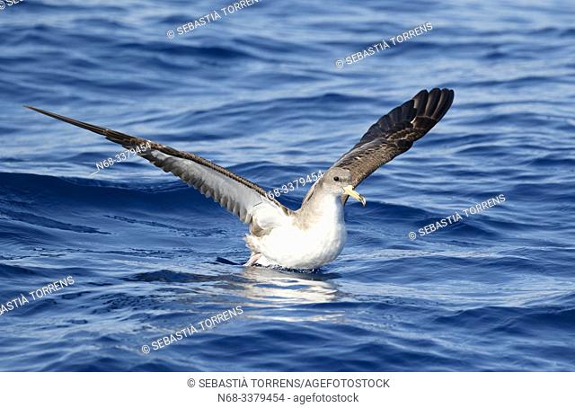 Cory's Shearwaters (Calonectris diomedea) on the surface of the sea near Cala Figuera, Majorca, Spain
