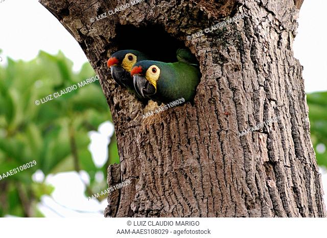 A pair of Blue-winged Macaws (Primolius (=Propyrrhura) maracana) at the nest, in the Atlantic Rainforest, S?o Paulo State, Southeastern Brazil