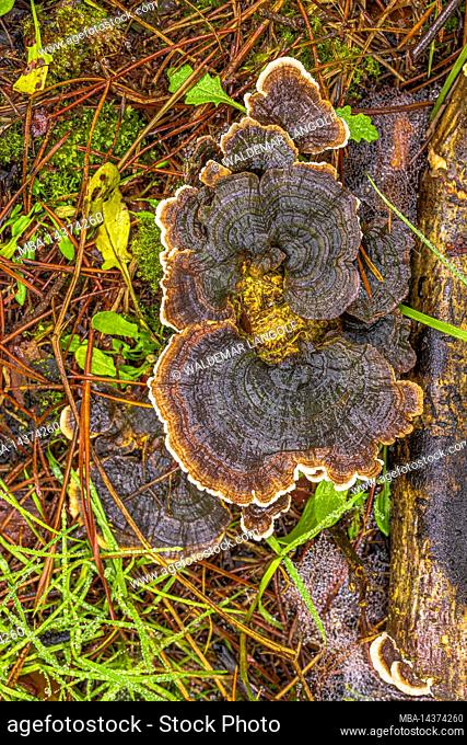 birch polypore on dead wood, nature in detail