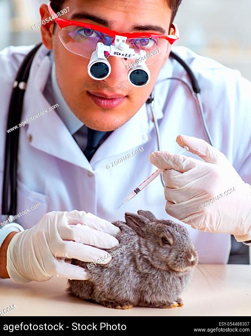 The scientist doing testing on animals rabbit