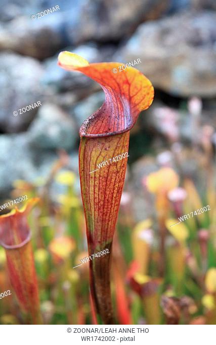Trumpet: Pitcher Sarracenia Leucophylla Red