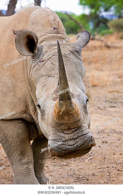 white rhinoceros, square-lipped rhinoceros, grass rhinoceros (Ceratotherium simum), portrait, Namibia