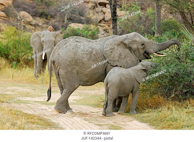 African elephants and cub / Loxodonta africana
