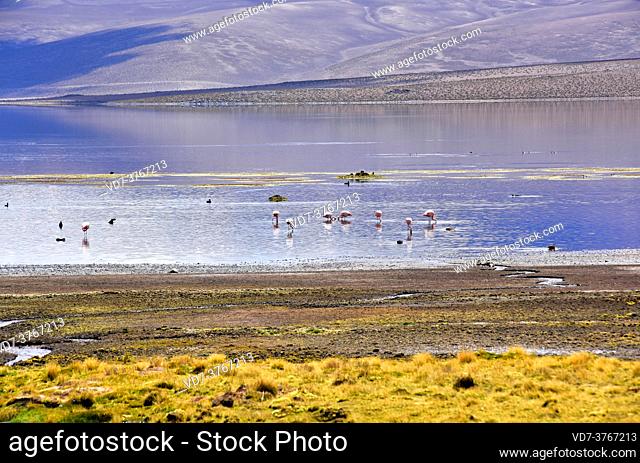 Chungara Lake with birds. Lauca National Park, Norte Grande de Chile