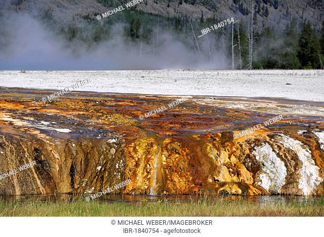 Colourful thermophilic bacteria, outlet of the Cliff Geyser, Firehole River, Black Sand Basin, Upper Geyser Basin, Yellowstone National Park, Wyoming