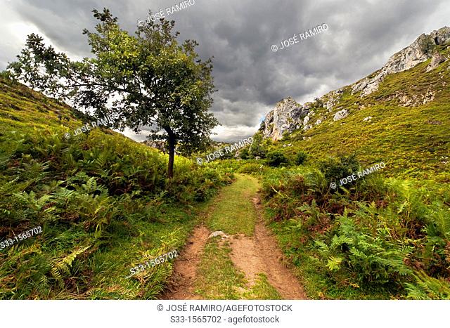 The Arredondas road in Brez  Cordillera Cantábrica  Santander  Cantabria  Spain