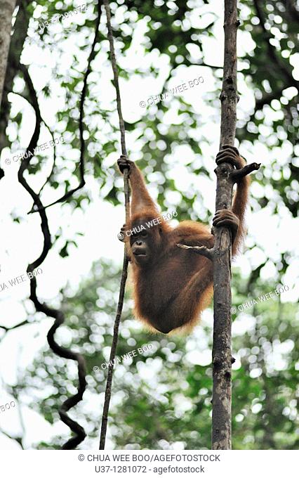 Orang utan taken at Semengoh Wildlife Centre, Sarawak, Malaysia