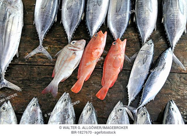 Red snapper and tuna fish, fish market in Galle, Sri Lanka, Ceylon, Asia