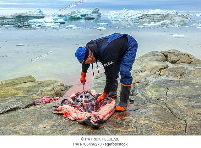 21.06.2018, Gronland, Denmark: On the 21st of July, a man shot a seal and slugged it on a rock in the coastal town of Ilulissat in western Greenland