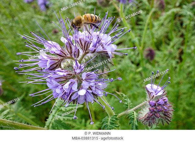 Flower, fiddleneck, Phacelia tanacetifolia, bee