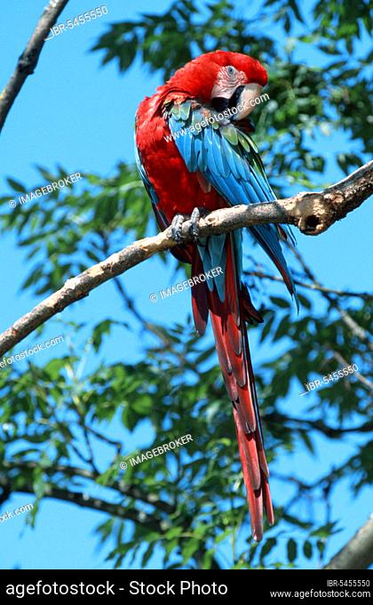 Green-winged Macaw (Ara chloroptera)