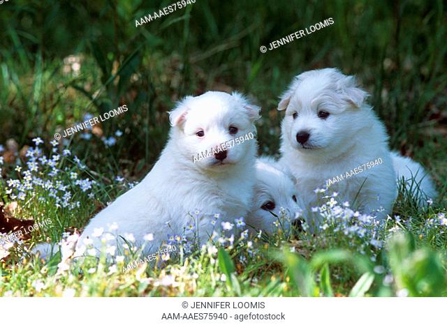American Eskimo Puppies, Greenwood, Maine