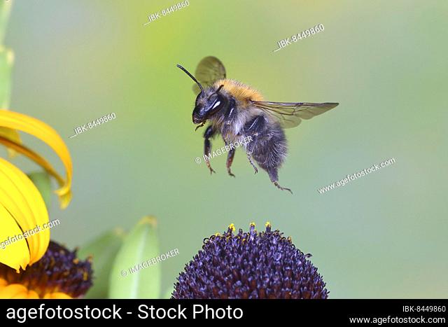 Common carder-bee (Bombus pascuorum), flying over coneflower (Echinacea paradoxa), highspeed nature photo, between common lavender (Lavandula angustifolia)