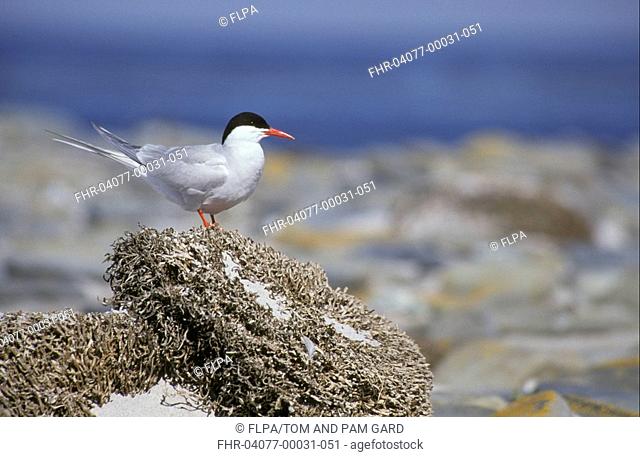 South American Tern Sterna hirundinacea Standing on rock - with dried seaweed - Sea Lion Is Falklands