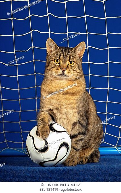 domestic cat with ball - sitting in goal