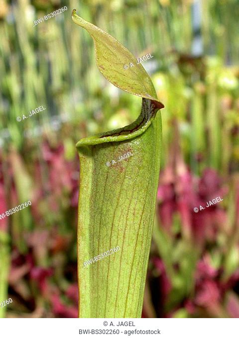 Sweet pitcher plant, Yellow trumpets (Sarracenia alata), leaf