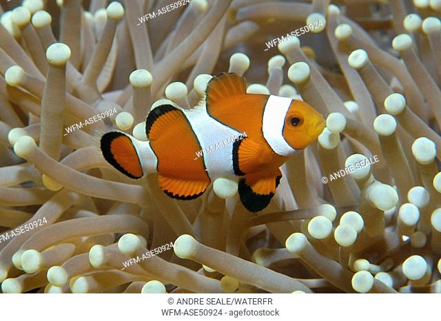 False clown anemone fish on magnificent sea anemone, Amphiprion ocellaris, Heteractis magnifica, Dumaguete, Negros, Visayan Sea, Philippines