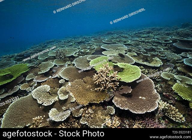 Healthy Hard Coral Reef, Acropora, Kimbe Bay, New Britain, Papua New Guinea