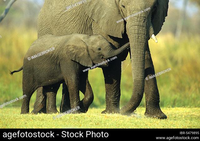 African elephant (Loxodonta africana) elephant, elephants, mammals, animals Elephant calf trying to take food from mothers mouth, Moremi Game Reserve, Botswana