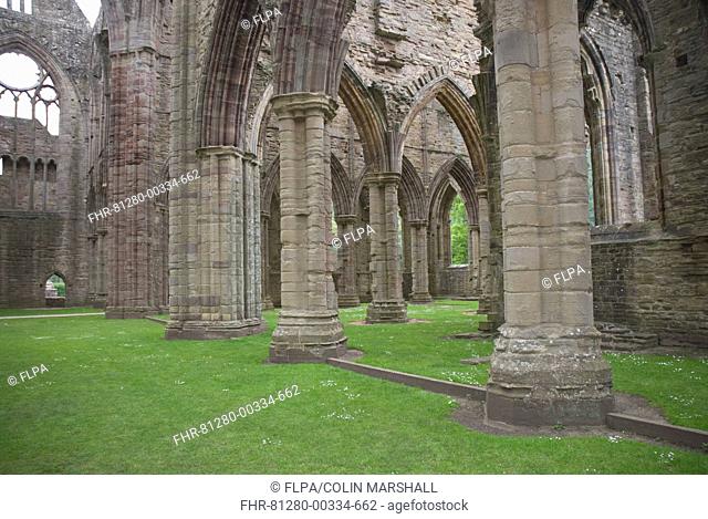 Columns in Cistercian abbey ruins, Tintern Abbey, Tintern, Wye Valley, Monmouthshire, Wales, june