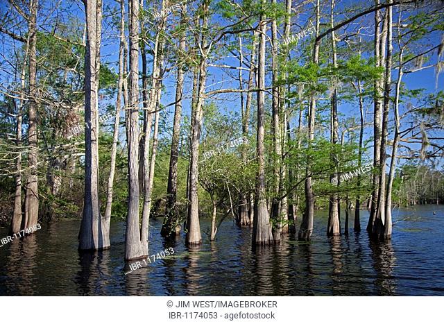 A cypress-tupelo forest in the Atchafalaya River Basin, Bayou Sorrel, Louisiana, USA