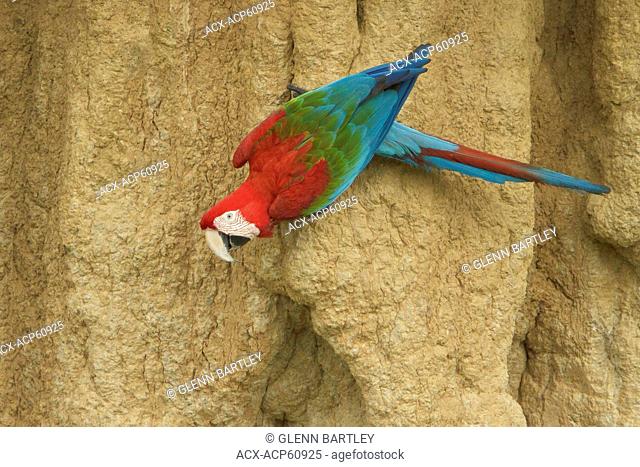 Red-and-green Macaw Ara chloroptera perched and feeding on clay in Amazonian Peru