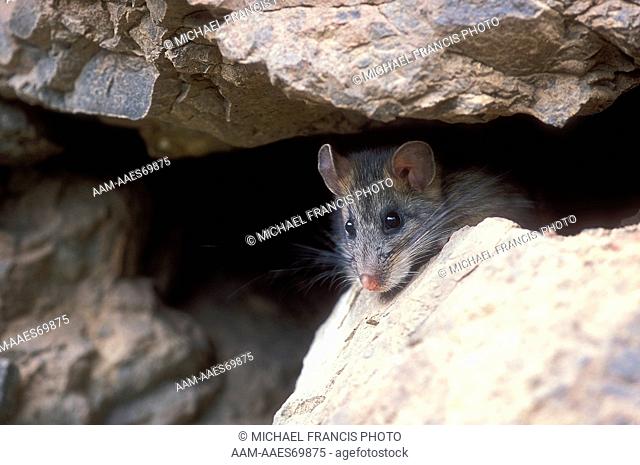 Bushy-tailed Woodrat 'Mountain Pack Rat' (Neotoma cinerea), in rock crevice, Yellowstone National Park, Wyoming
