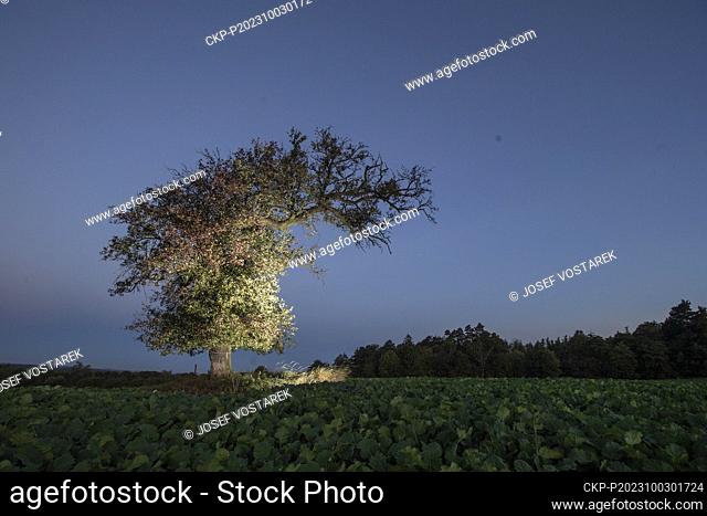 The Tree of the Year 2023 in Czech Republic is a pear tree growing in a field near Mrakotin in the Iron Mountains, October 3, 2023