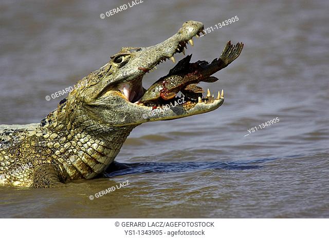 Spectacled Caiman, Caiman crocodilus, adult catching fish. Los Llanos, Venezuela