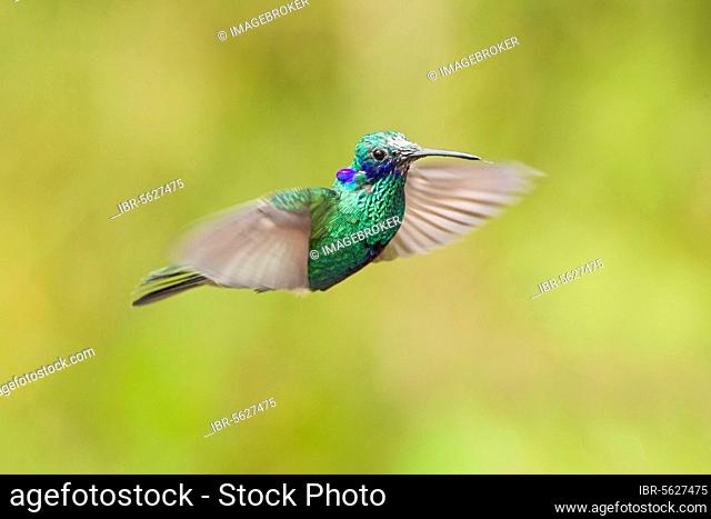 Sparkling Violet-ear (Colibri coruscans) adult male, in flight, hovering in montane rainforest, Andes, Ecuador, South America