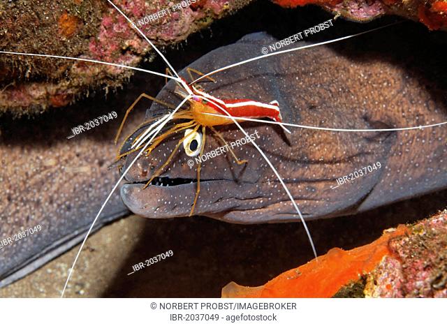 Dotted moray or Moray Eel (Muraena augusti) with Cleaner Shrimp (Lysmata grabhami) in its hideout, Madeira, Portugal, Europe, Atlantic, Ocean