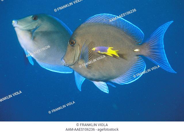 Blue Tang being cleaned by Juv. Spanish Hogfish, Caribbean (A. coeruleus & B. rufus)