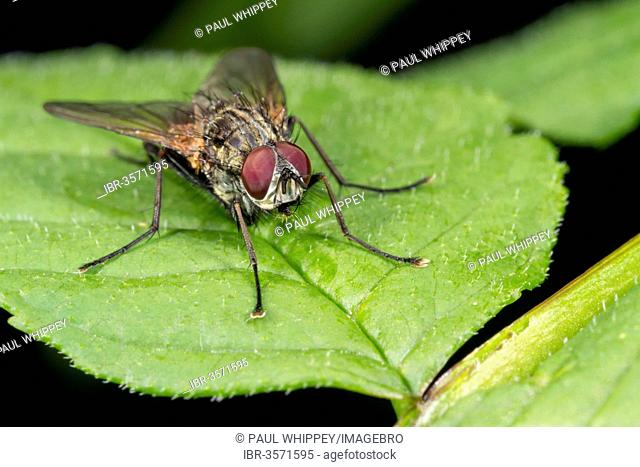 Muscid fly (Helina sp.), perched on a leaf