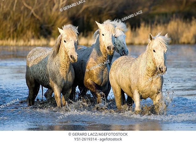 Camargue Horse, Herd walking through Swamp, Saintes Maries de la Mer in the South East of France
