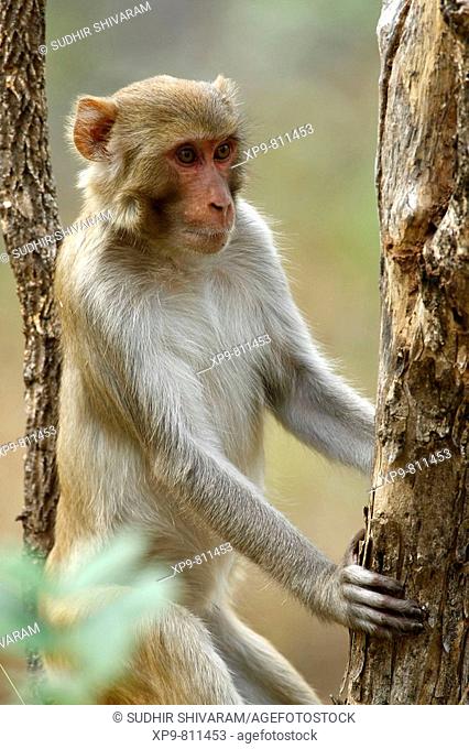 Rhesus Macaque. Pench National Park, Madhya Pradesh, India