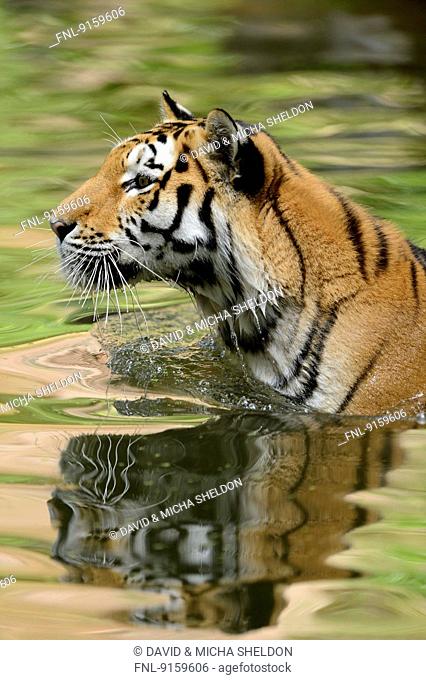 Siberian tiger in water, Bavaria, Germany