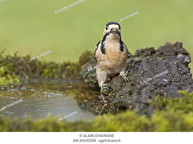 Great Spotted Woodpecker, Grote Bonte Specht, Dendrocopos major