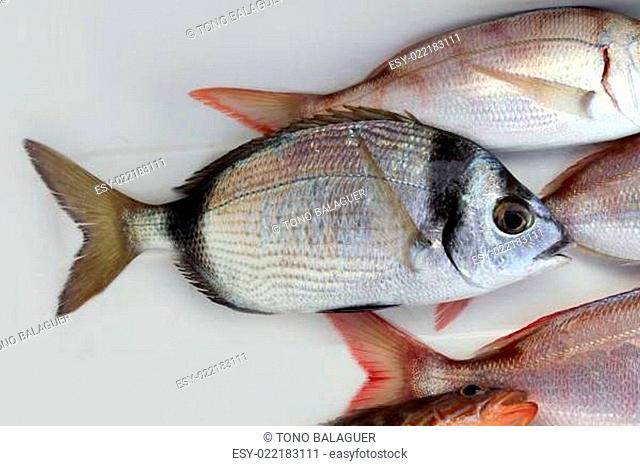 diplodus vulgaris fish two band bream
