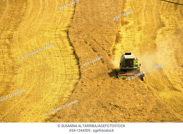 Harvest of corn at view of eagle, photo taken in Solsonès, Lleida, Spain, Europe