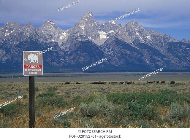 Grand Teton National Park, Jackson Hole, WY, Wyoming, bison (buffalo) herd
