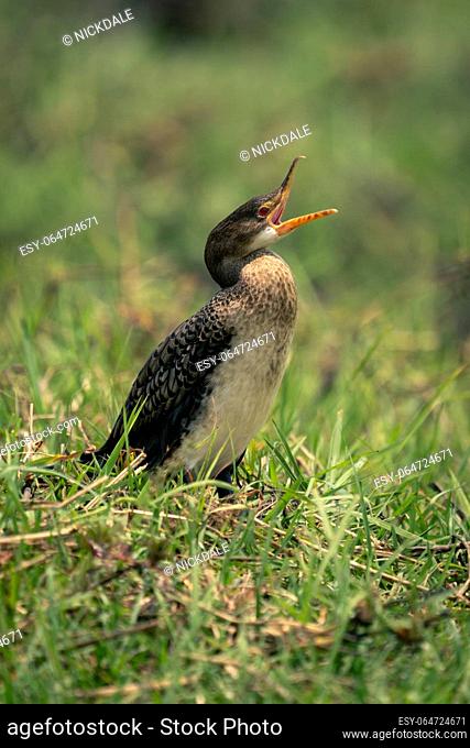Reed cormorant opens beak on grassy plain