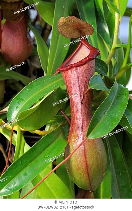 pitcher-plants Nepenthes ventricosa, leaves modified as trap