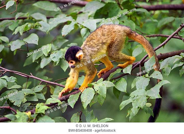 common squirrel monkey (Saimiri sciureus), on a branch