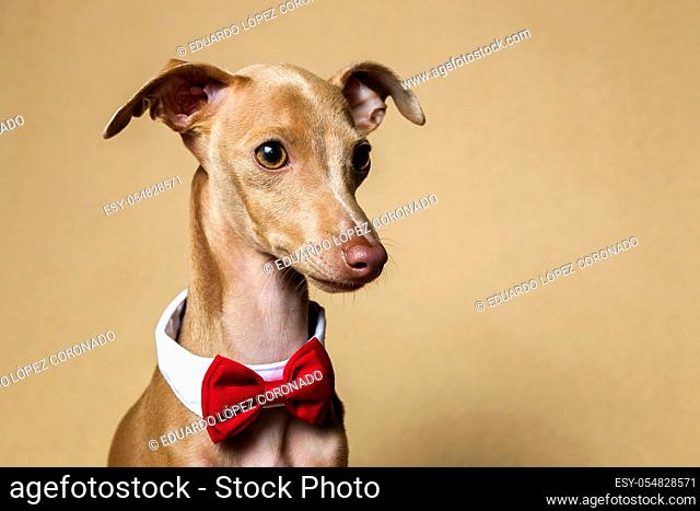 Studio portrait of little italian greyhound dog. Friendly and fun