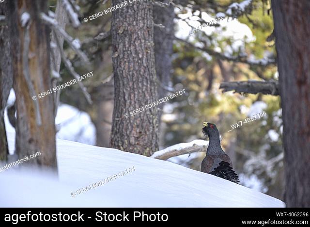 Western capercaillie (Tetrao urogallus) singing in a forest in the Aran Valley in early May (during the breeding season) after a late snowfall (Aran Valley