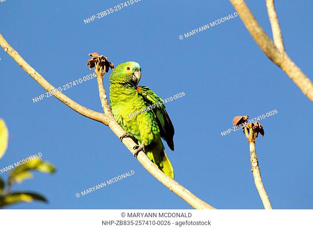 Turqouise-fronted parrot, Pouso Alegre, ecotourist lodge, Pantanal, Mato Grosso, Brazil