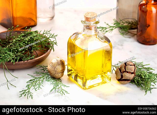 Cypress essential oil. Cypress oil on bottle for beauty, skin care, wellness. Alternative medicine